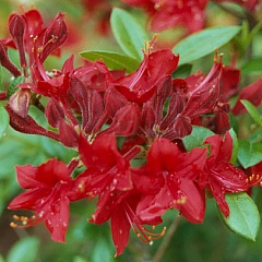 Рододендрон листопадный "Кросватер Ред" (Crosswater Red)